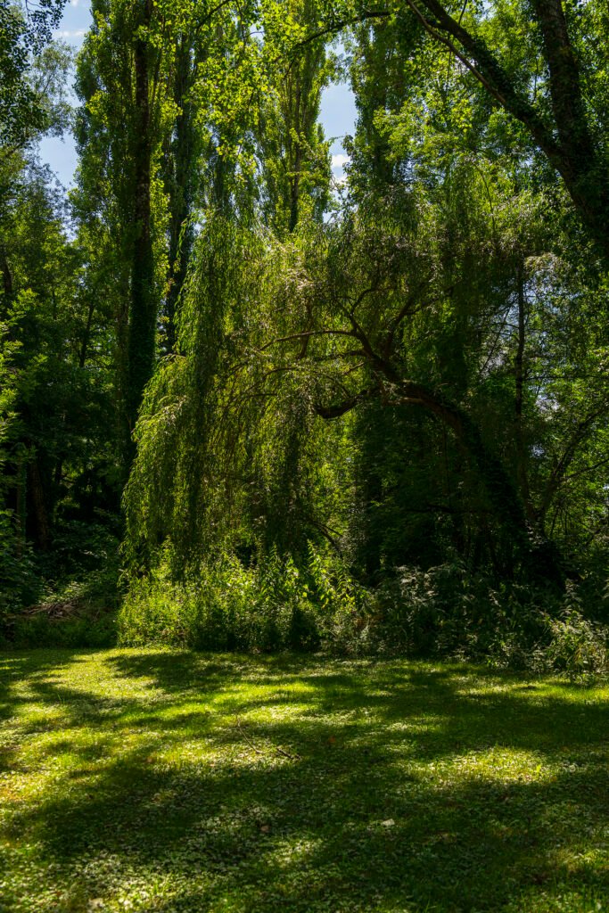 Saule Pleureur Au Bord De L'eau